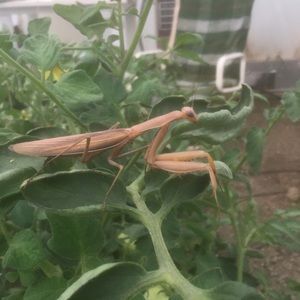 Meet your Posher, Thomas